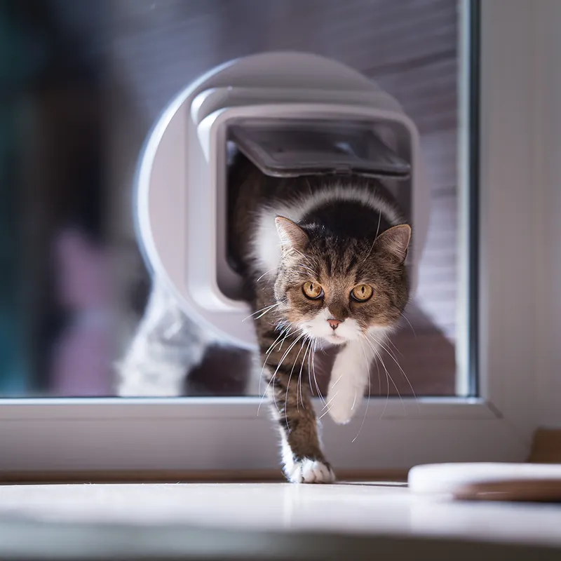Dubbel glas gehard met sparing voor kattenluik Nu Kopen