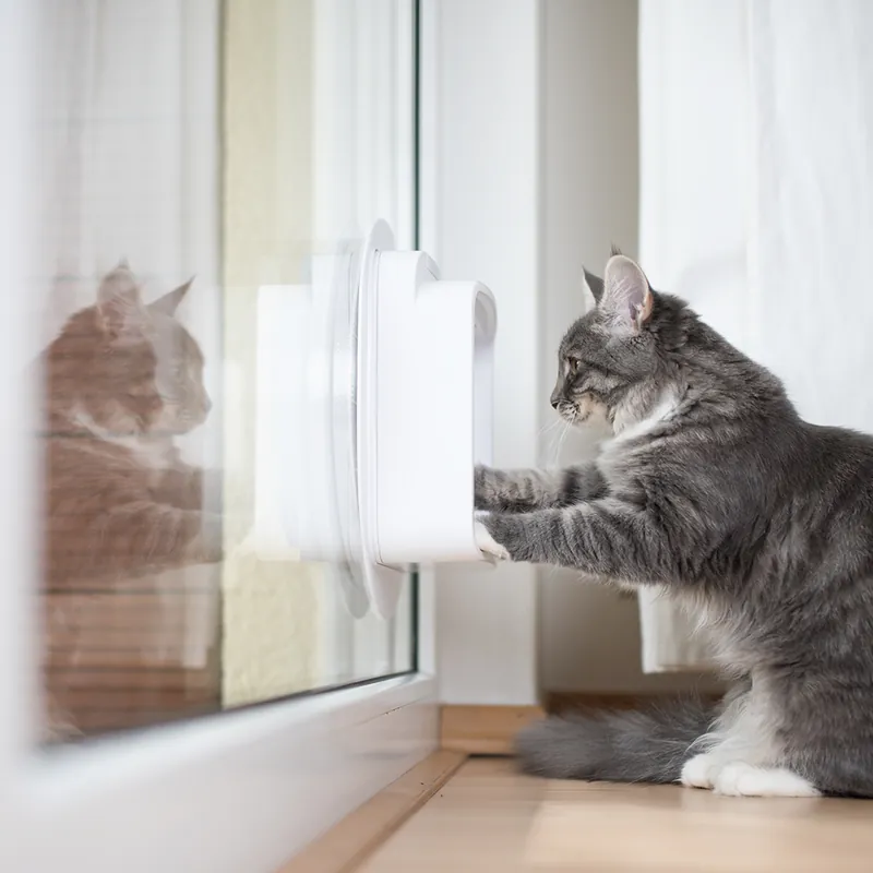 Must-Have Enkel glas gehard/gelaagd met sparing voor kattenluik